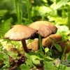 餐桌上的最毒美食 你怕了吗？