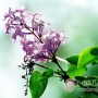 喝花茶可以喝出芬芳体香吗
